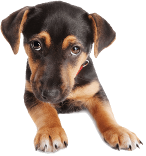 Dog Png Image Transparent PNG Image