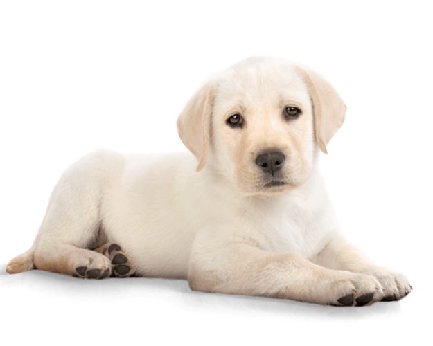 Dog Png Image Transparent PNG Image