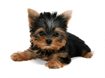 Dog Png Image Picture Download Dogs Transparent PNG Image