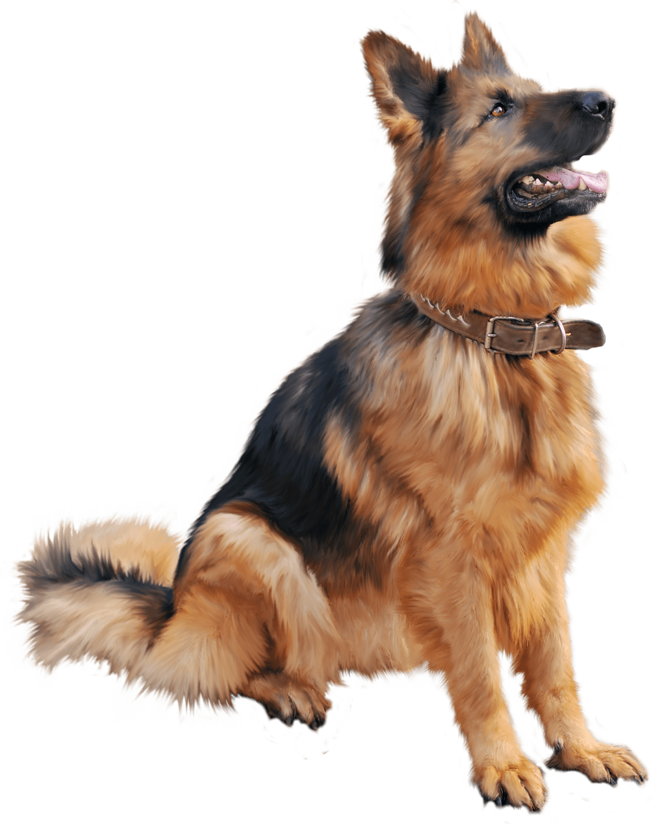 Dog Png Image Picture Download Dogs Transparent PNG Image