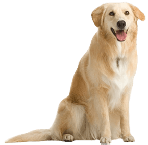 Dog Png Image Picture Download Dogs Transparent PNG Image