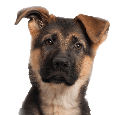 Dog Png Image Picture Download Dogs Transparent PNG Image