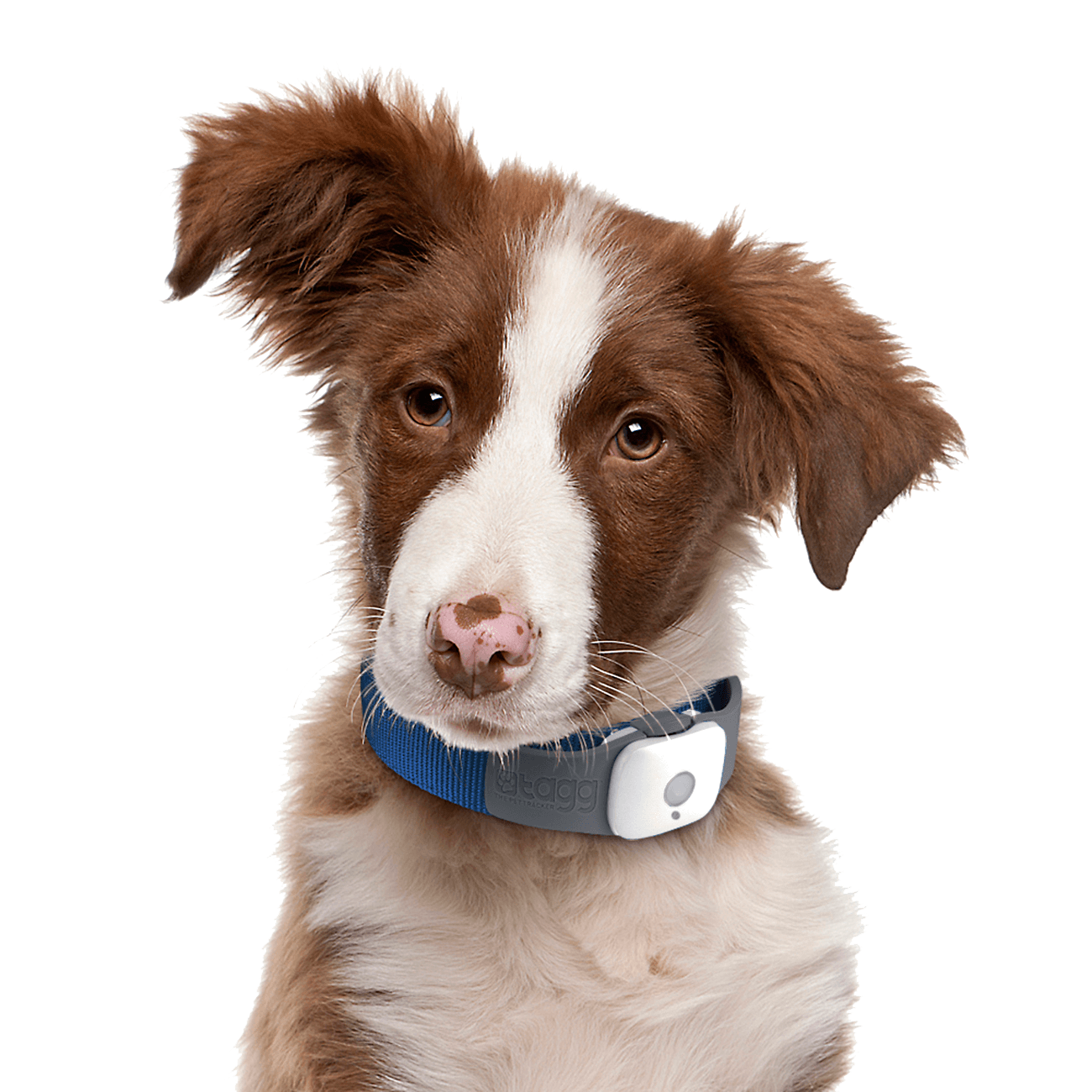 Dog Png Image Picture Download Dogs Transparent PNG Image