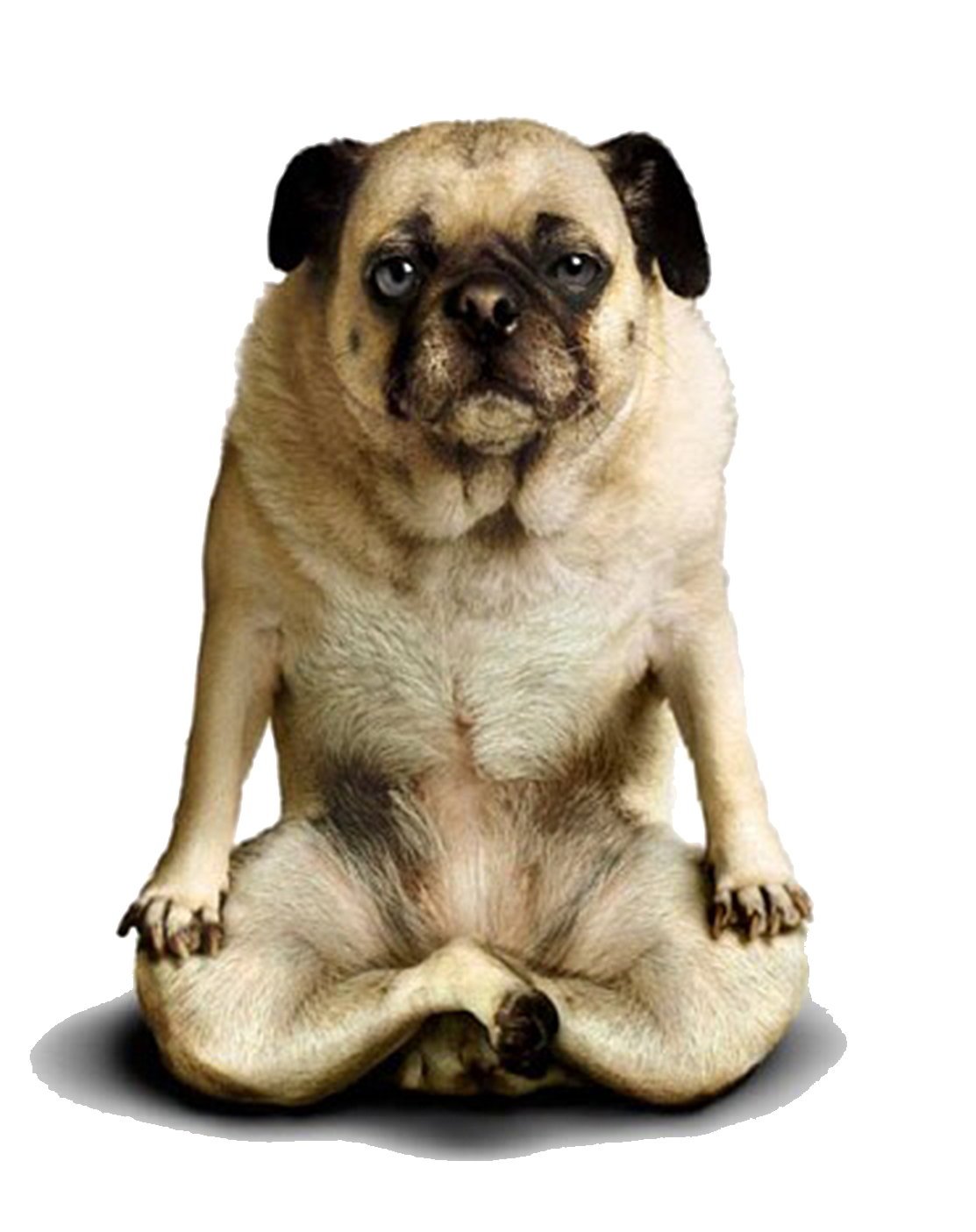 Yoga U015Bvu0101Nu0101Sana Doga Mukha Adho Dogs Transparent PNG Image