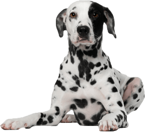 Dog Png Image Picture Download Dogs Transparent PNG Image