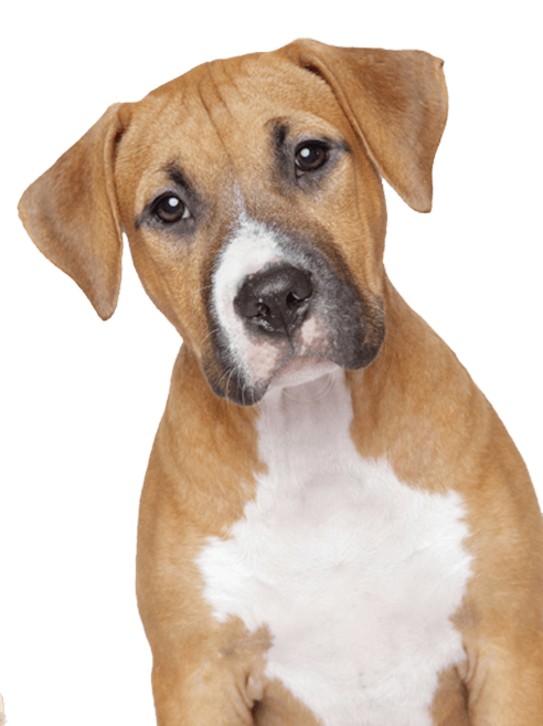 Dog Png Image Picture Download Dogs Transparent PNG Image