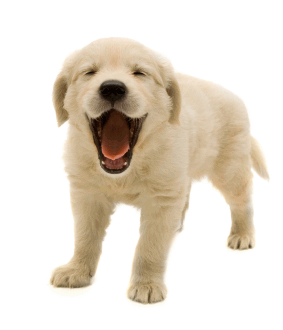 Dog Png Image Picture Download Dogs Transparent PNG Image