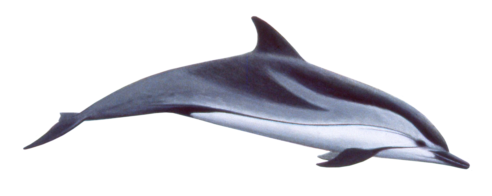 Dolphin Download Png Transparent PNG Image