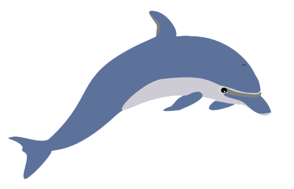 Dolphin Png Picture Transparent PNG Image