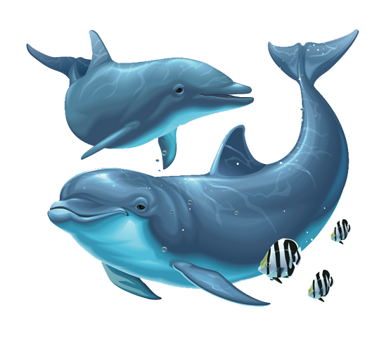 Dolphin Png File Transparent PNG Image