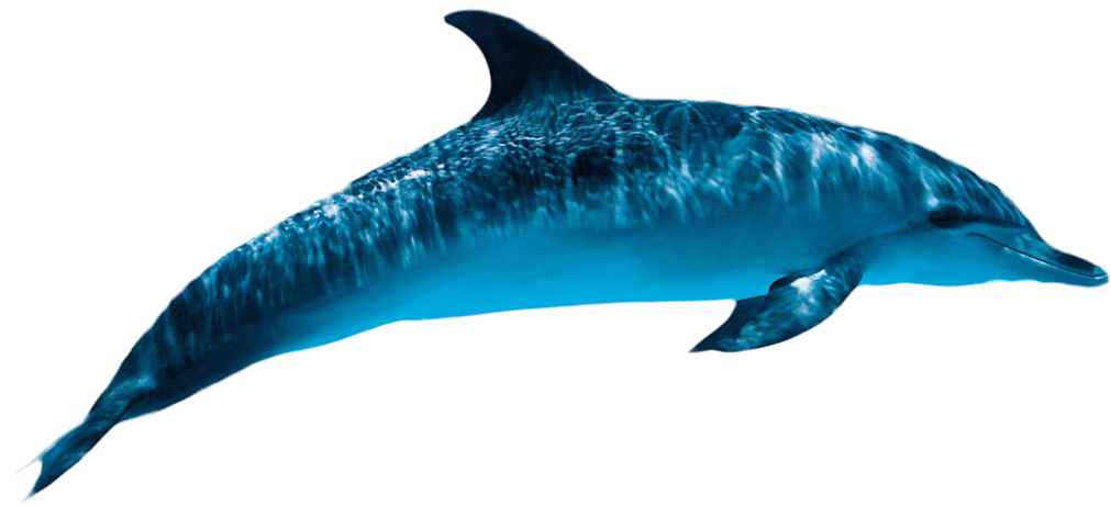 Dolphin Transparent Transparent PNG Image