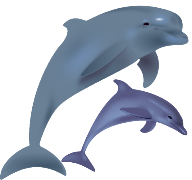 Dolphin Free Png Image Transparent PNG Image