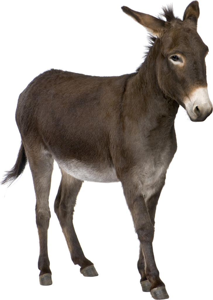 Donkey Free Download PNG HD Transparent PNG Image