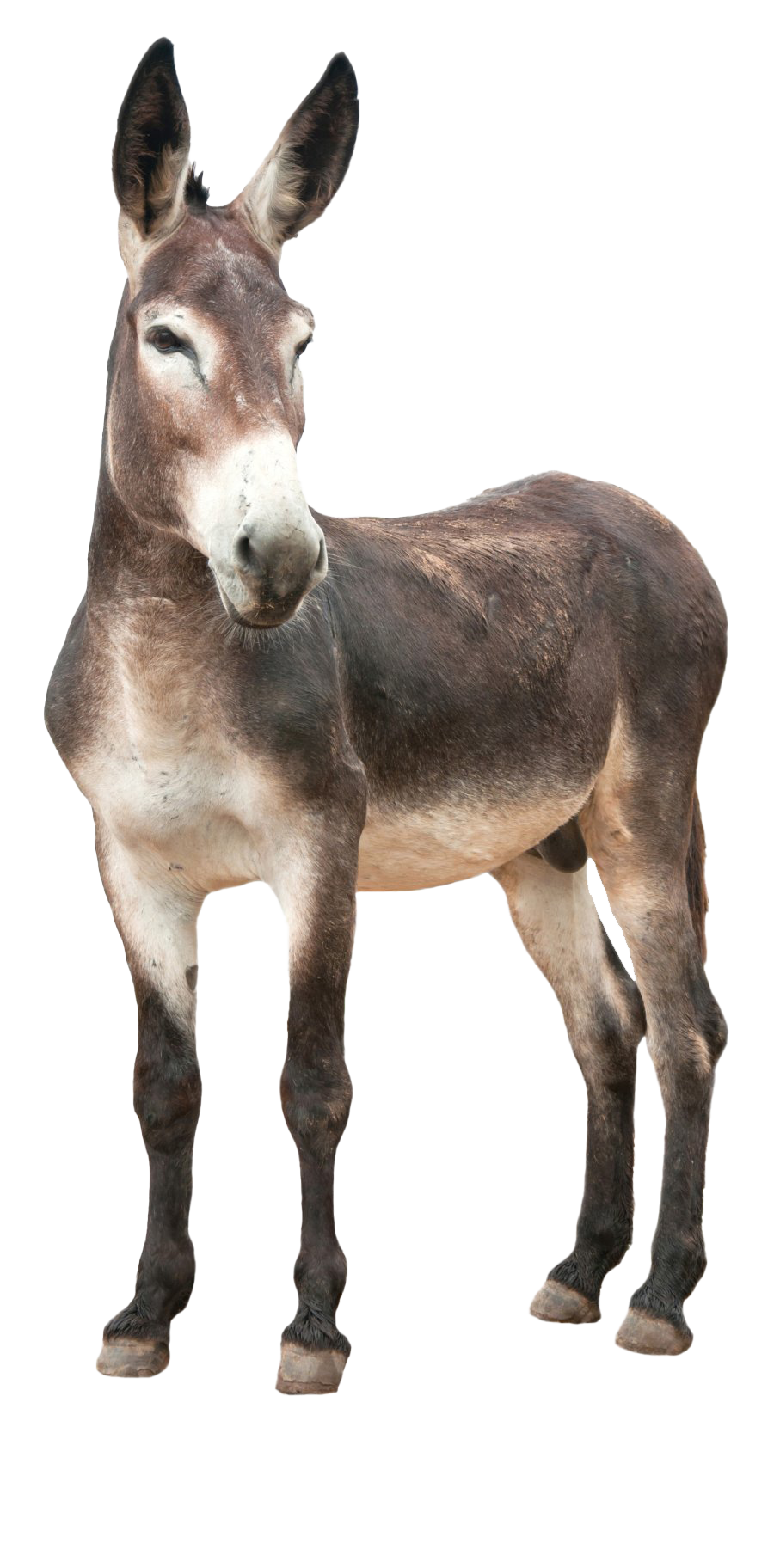 Donkey Free Transparent Image HD Transparent PNG Image