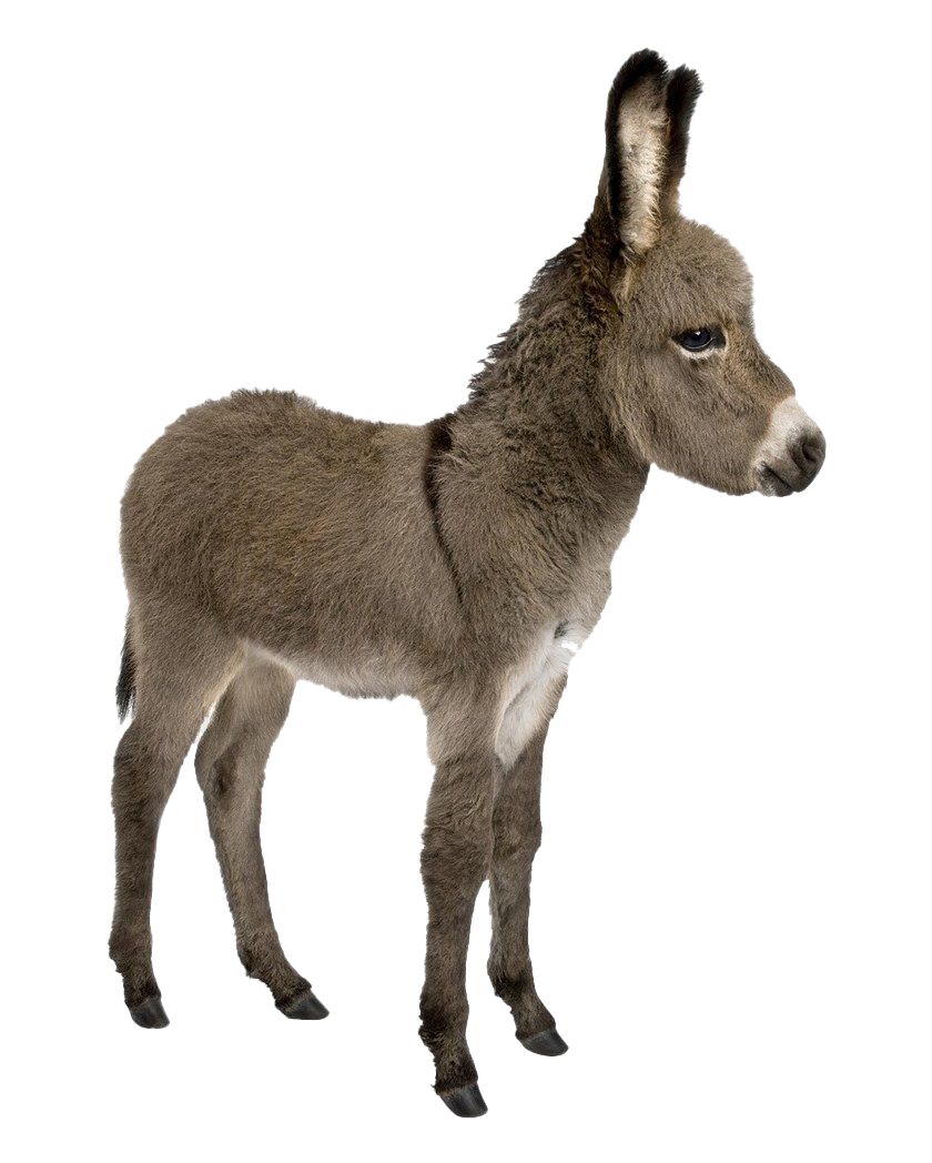 Donkey Free Clipart HQ Transparent PNG Image