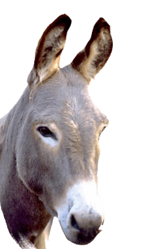 Donkey PNG Free Photo Transparent PNG Image