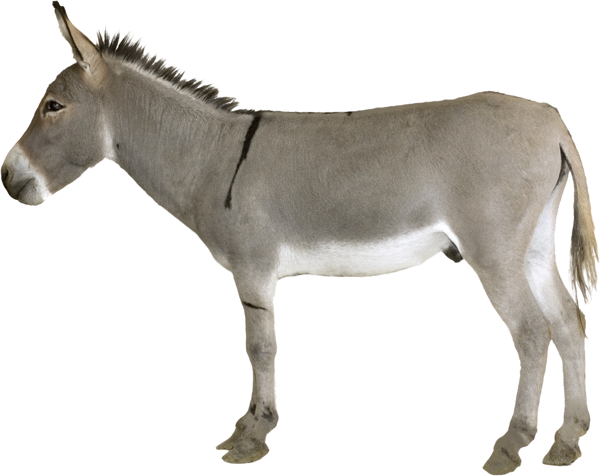 Donkey Download HD Transparent PNG Image