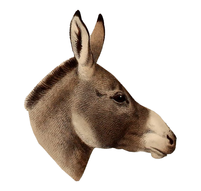 Donkey Pic PNG Download Free Transparent PNG Image