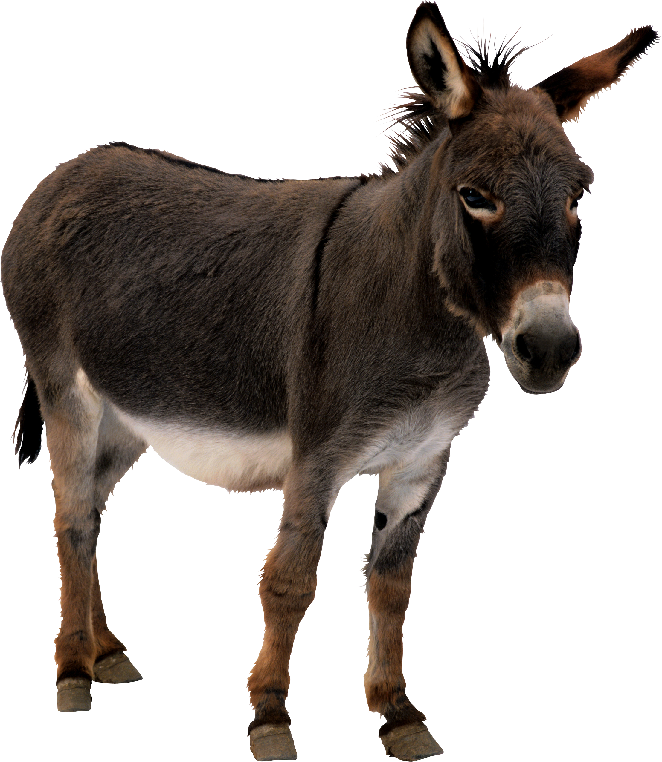 Picture Donkey HQ Image Free Transparent PNG Image