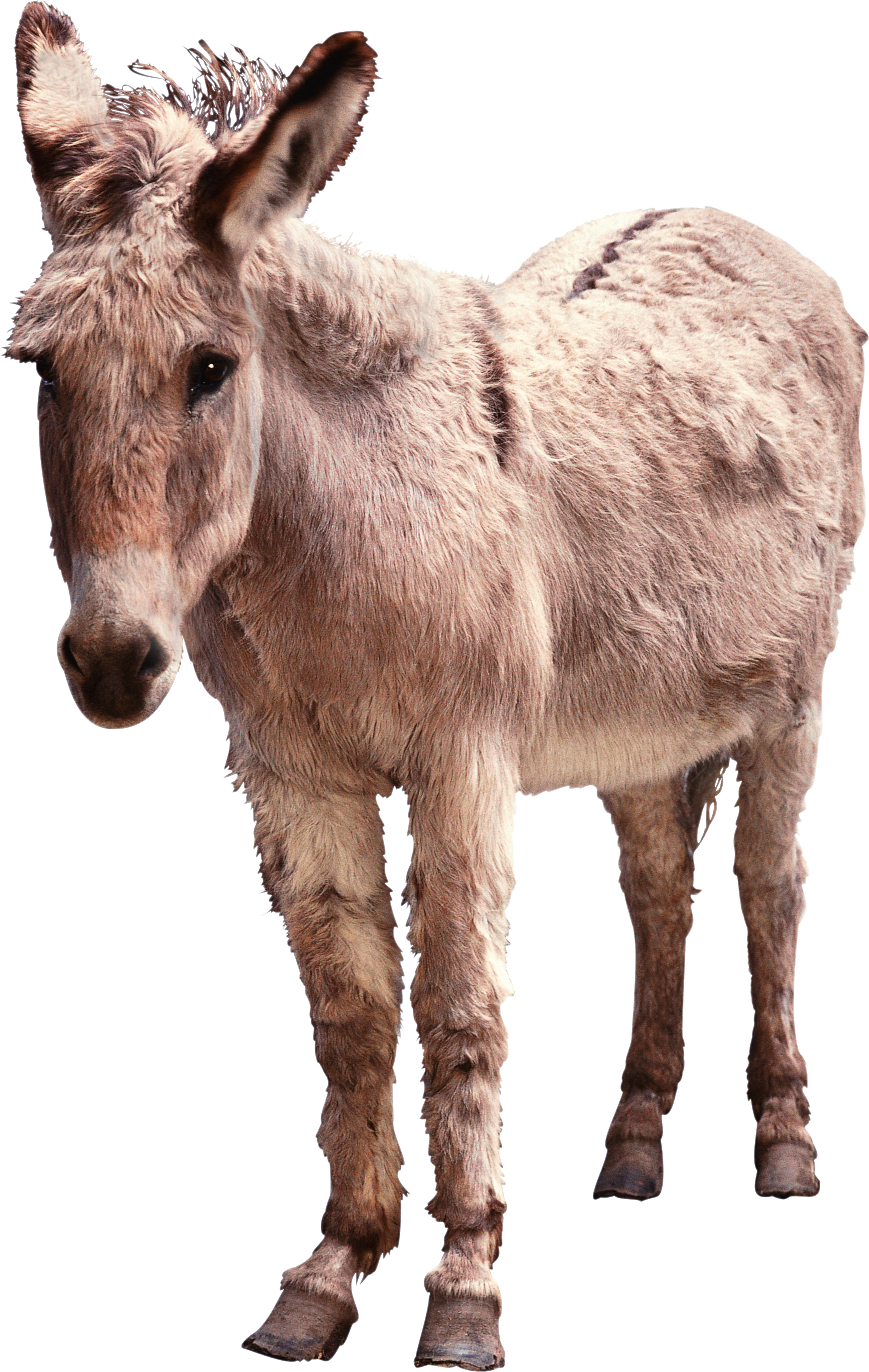 Images Donkey HQ Image Free Transparent PNG Image