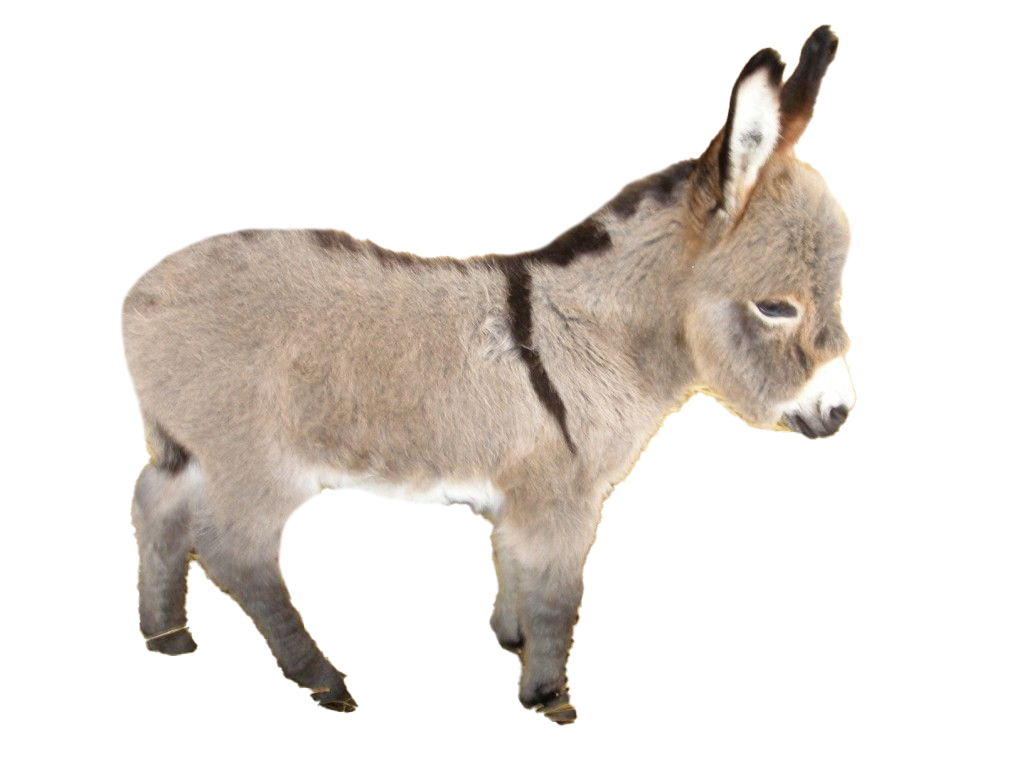 Donkey Free Clipart HD Transparent PNG Image