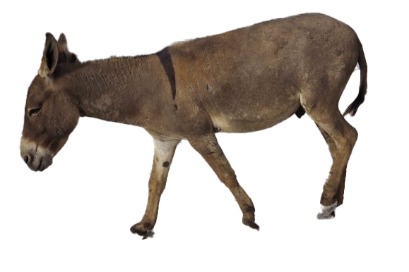 Picture Donkey Free Clipart HQ Transparent PNG Image