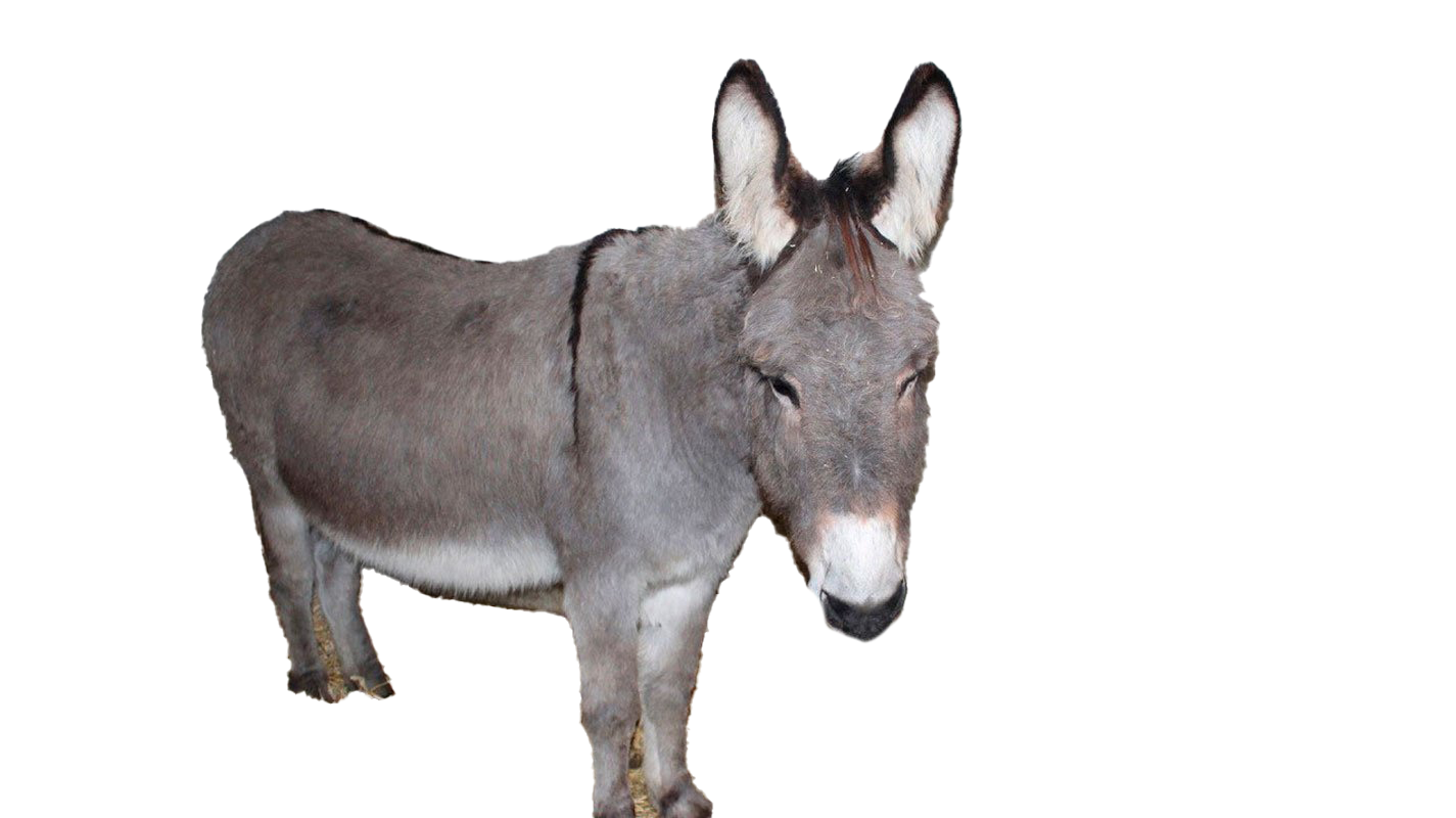 Donkey Free PNG HQ Transparent PNG Image