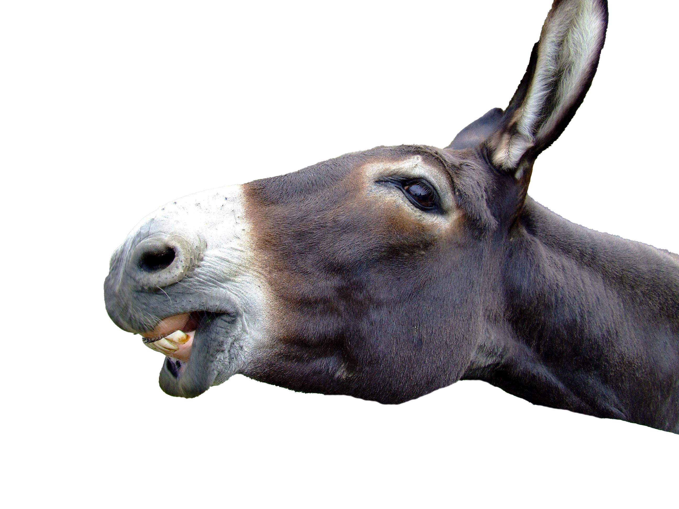 Picture Donkey Free Download PNG HQ Transparent PNG Image