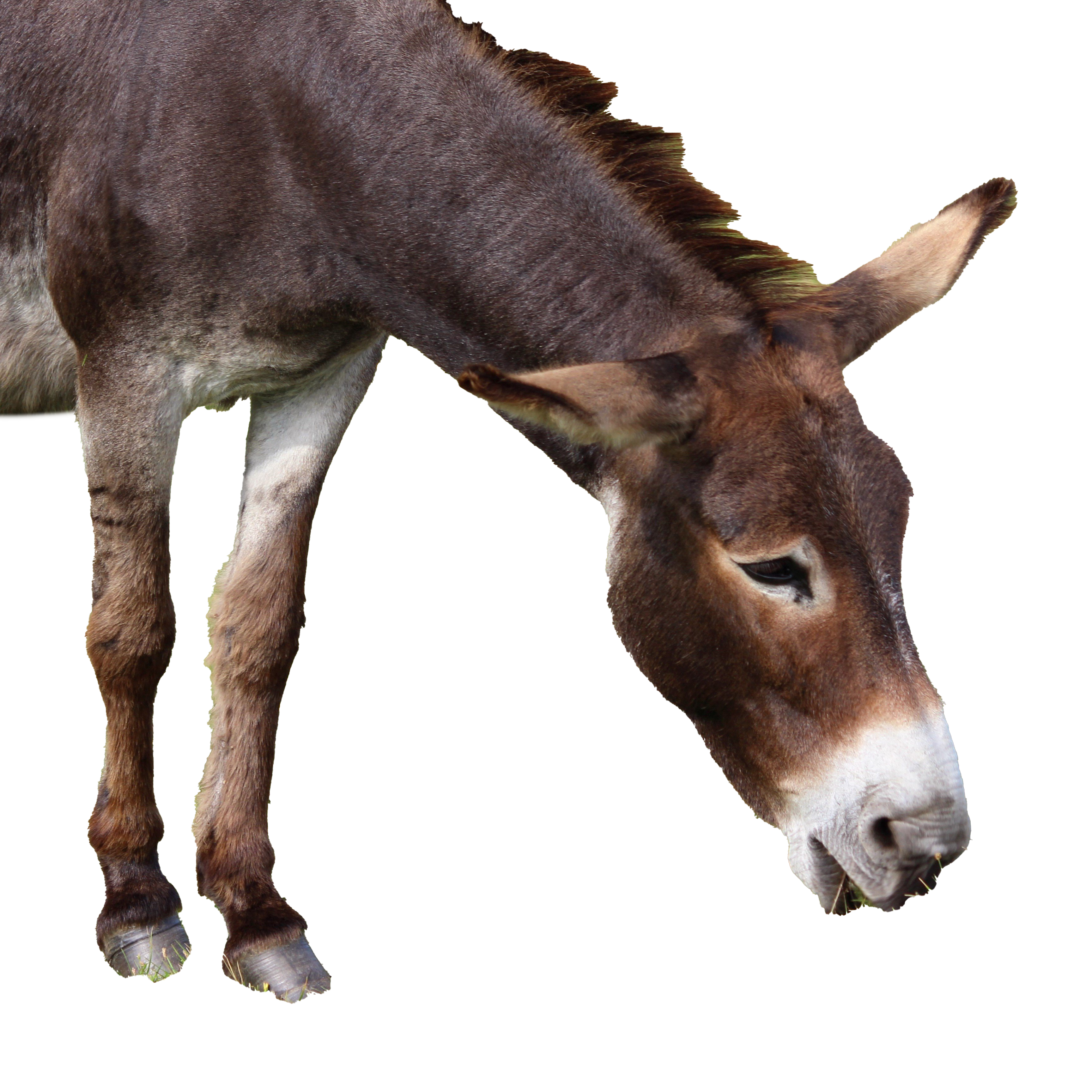 Donkey PNG File HD Transparent PNG Image