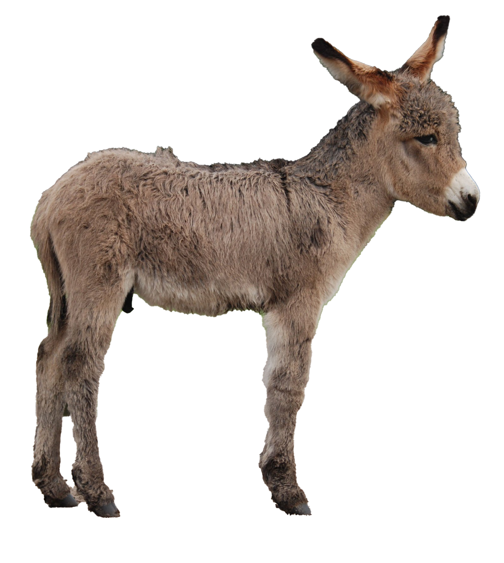 Images Donkey Free Clipart HD Transparent PNG Image