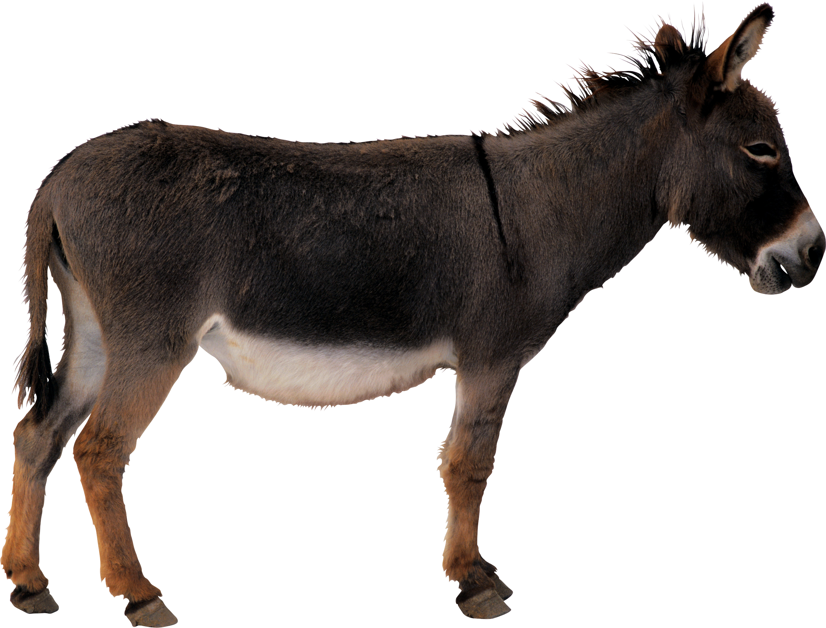 Donkey Animal Free Clipart HD Transparent PNG Image