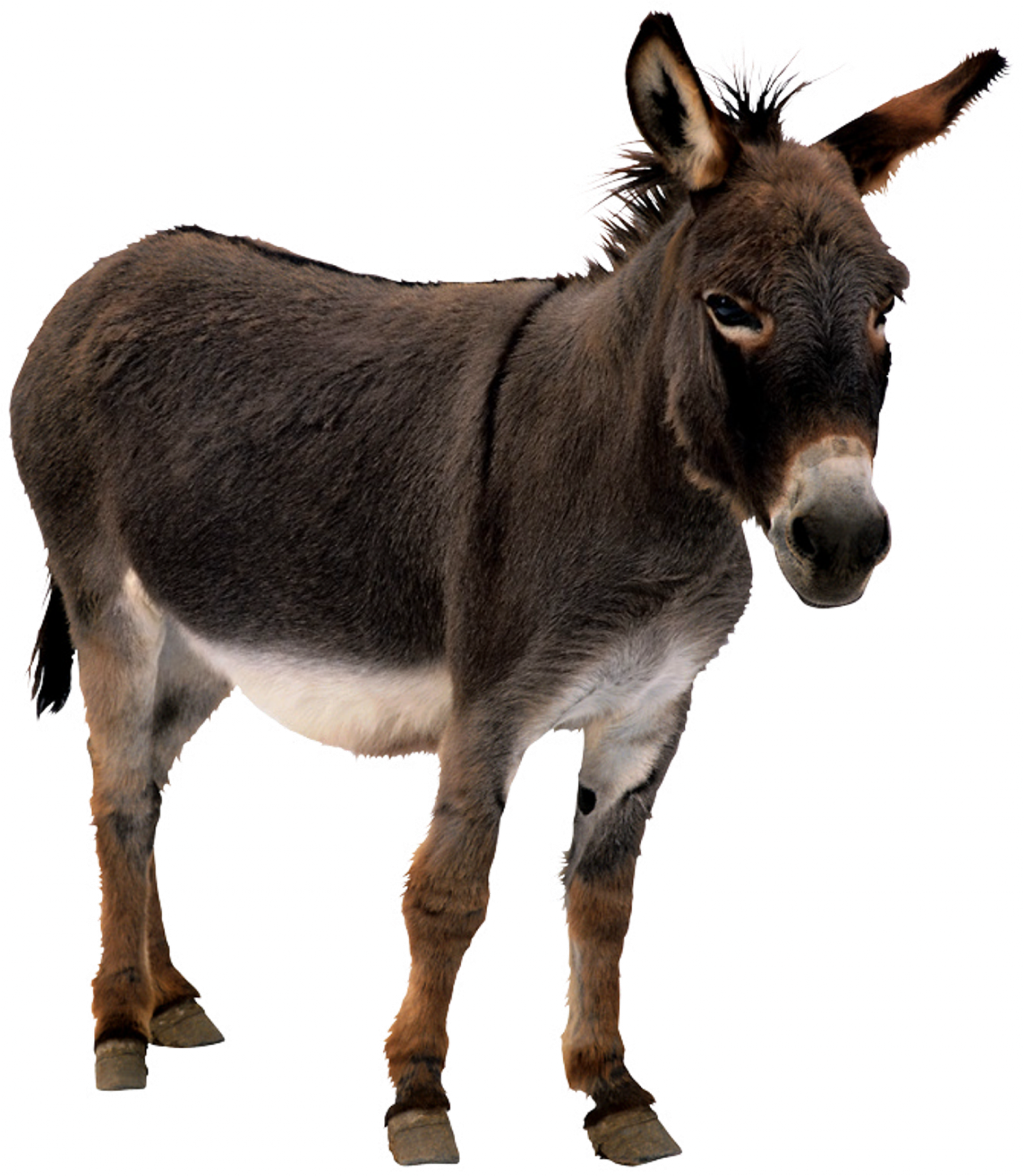 Donkey Animal Free Transparent Image HD Transparent PNG Image