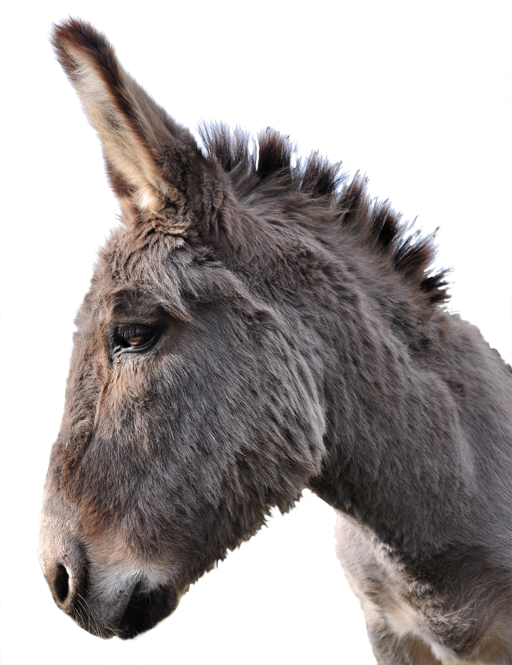 Donkey Animal PNG File HD Transparent PNG Image