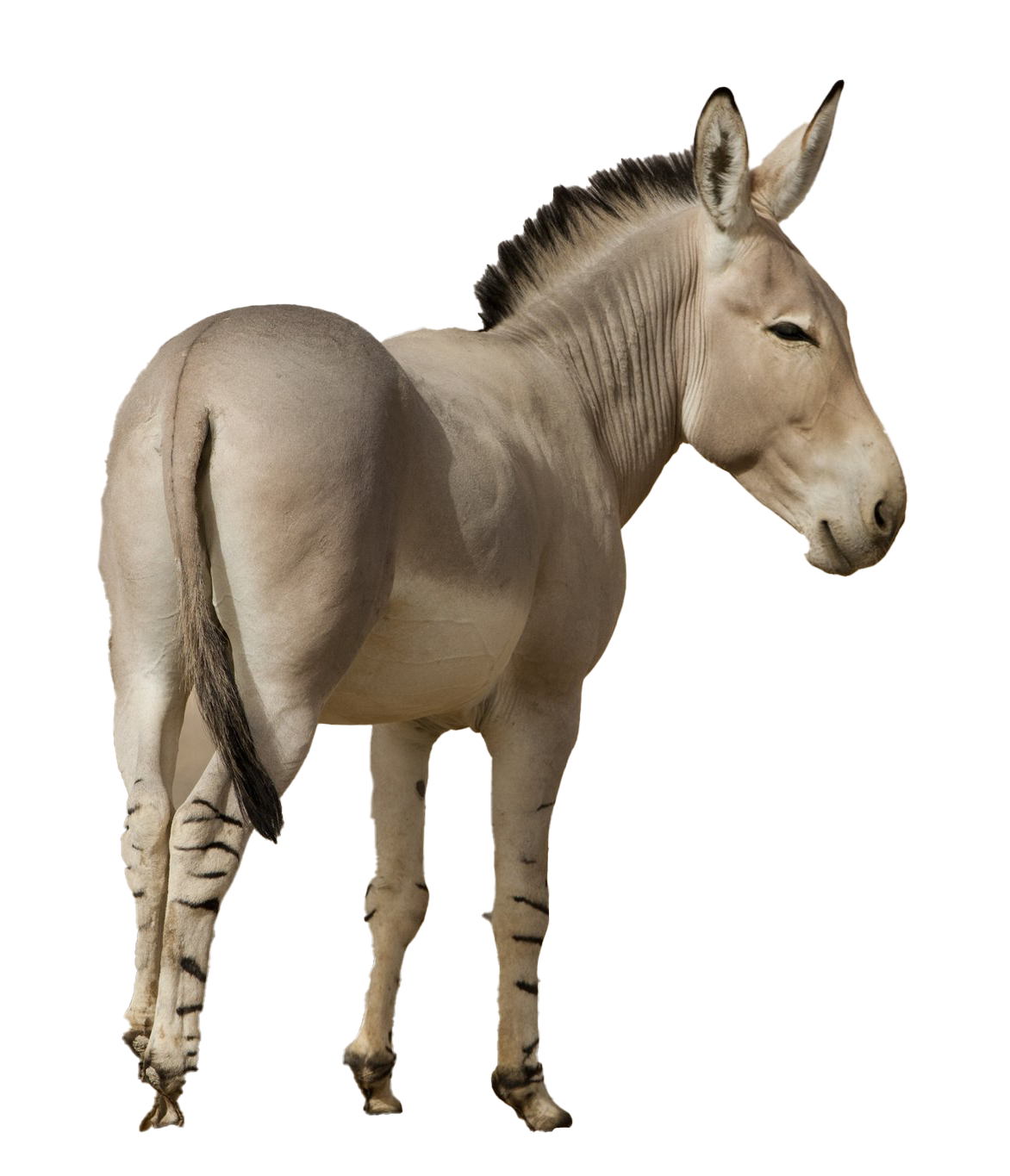 Photos Donkey Animal Free Download PNG HD Transparent PNG Image