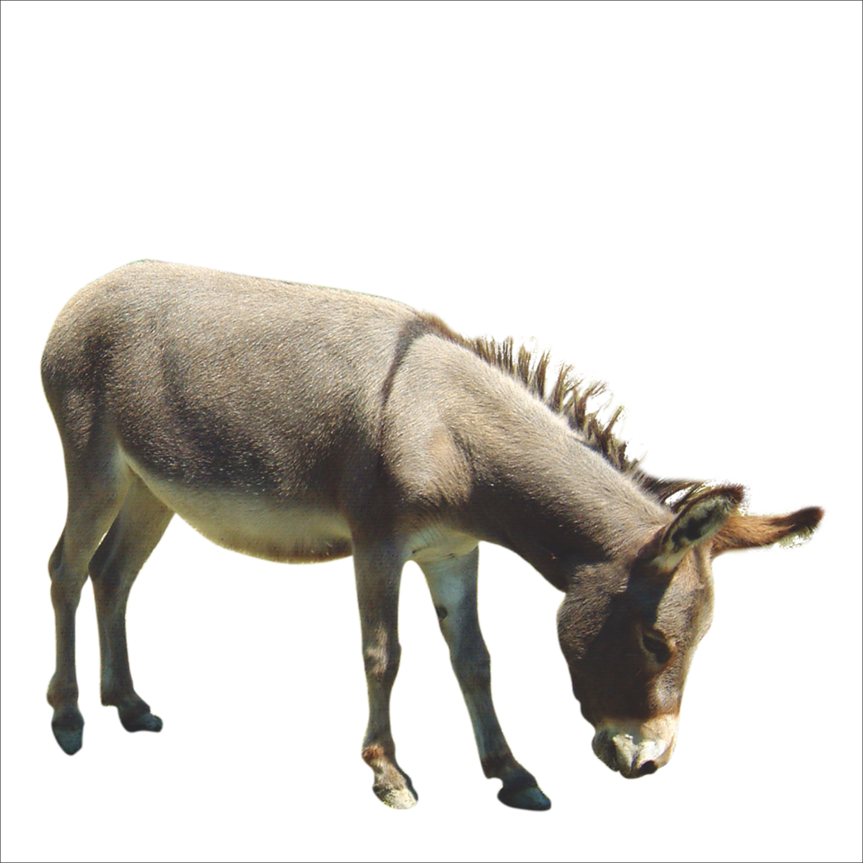 Picture Donkey Animal Free Transparent Image HQ Transparent PNG Image