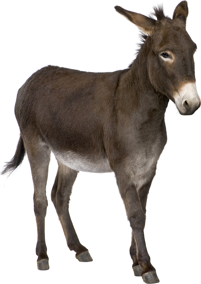 Picture Donkey Animal Free Transparent Image HD Transparent PNG Image