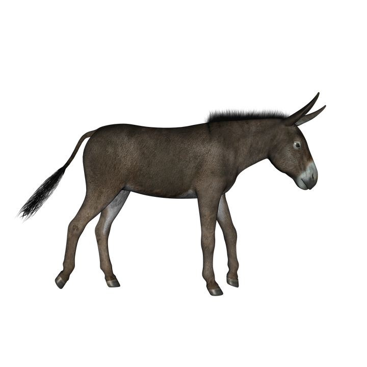 Donkey Animal Free Photo Transparent PNG Image