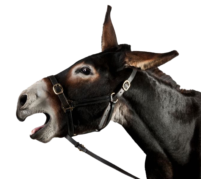 Donkey Free Clipart HD Transparent PNG Image