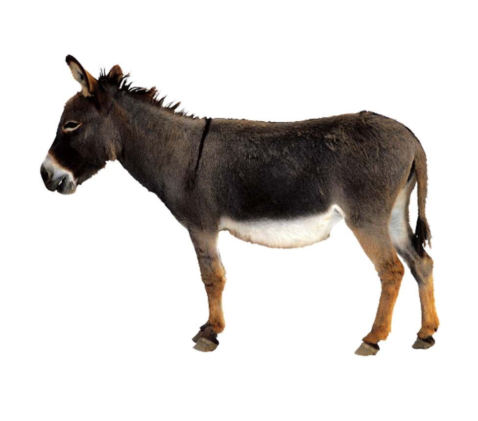 Donkey Mule Free Photo Transparent PNG Image