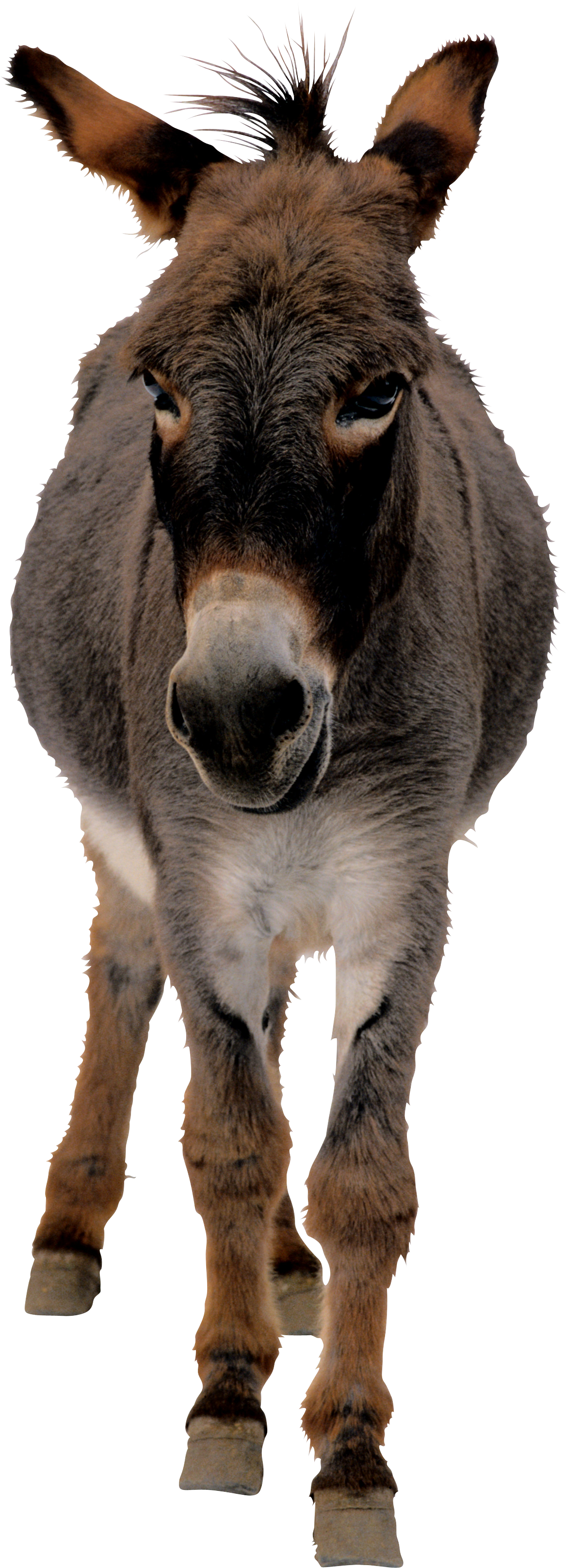 Donkey Mule Free HD Image Transparent PNG Image