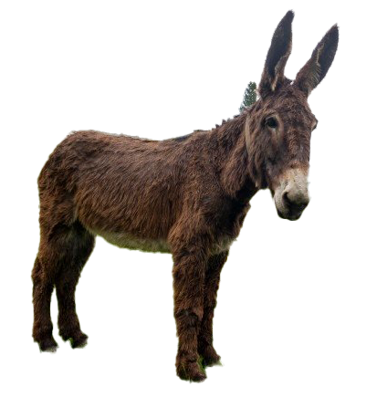 Donkey PNG File HD Transparent PNG Image