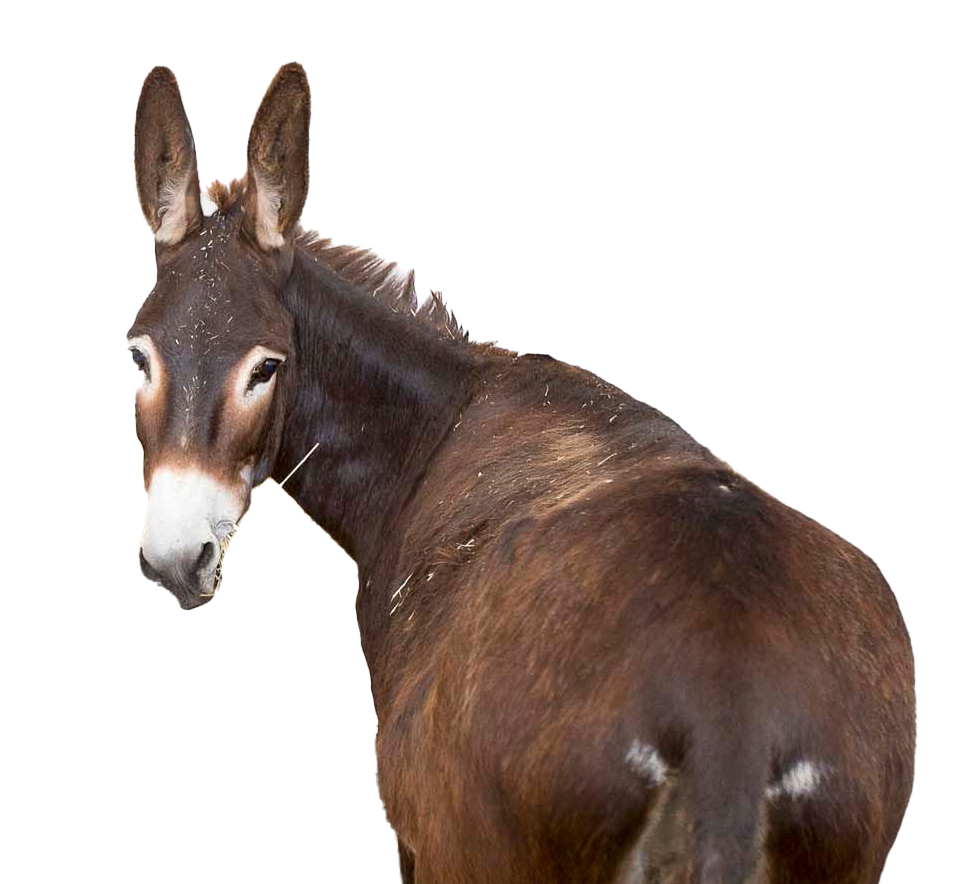 Donkey PNG Download Free Transparent PNG Image