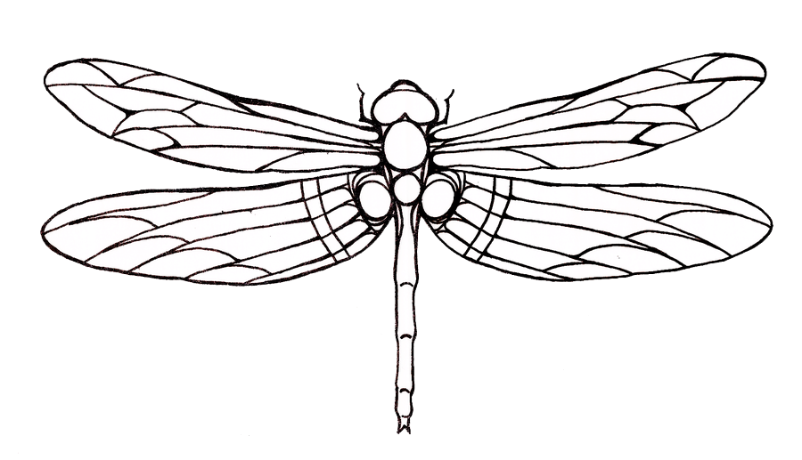 Dragonfly Tattoos Png Transparent PNG Image