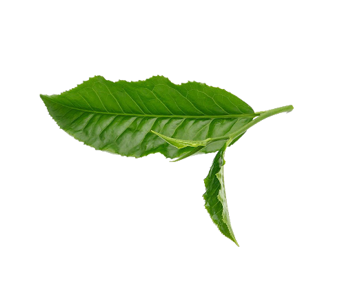 Fresh Leaves Green Tea HQ Image Free Transparent PNG Image