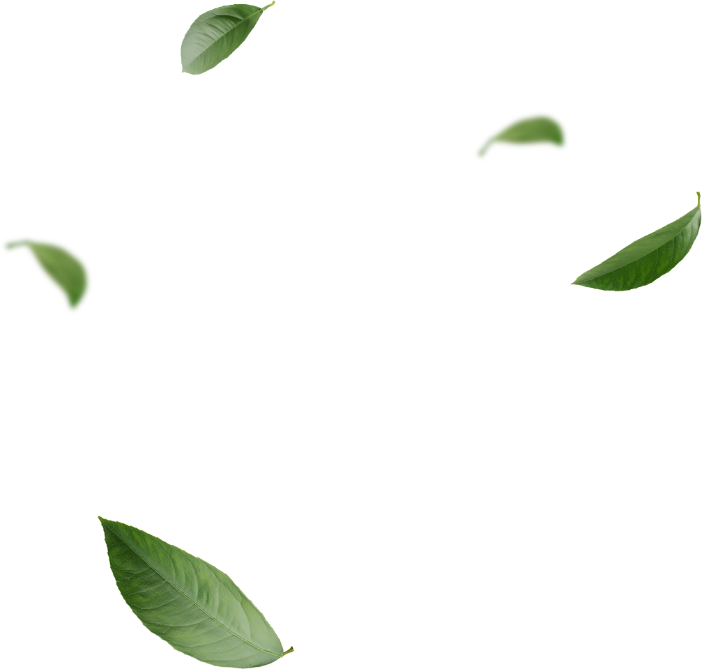 Fresh Leaves Green Photos Tea Transparent PNG Image