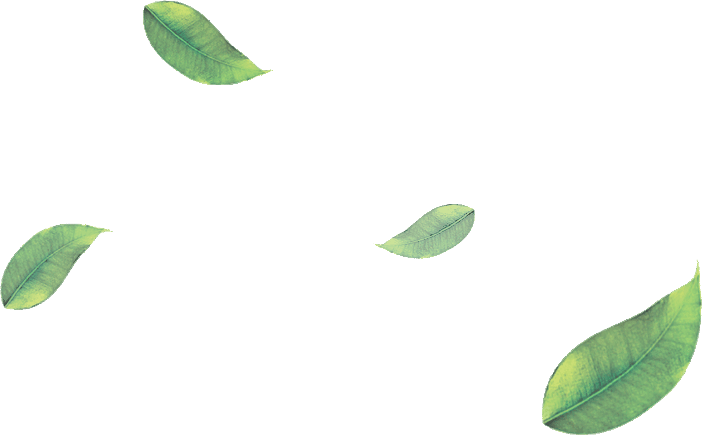 Tea Leaves Green Free HQ Image Transparent PNG Image