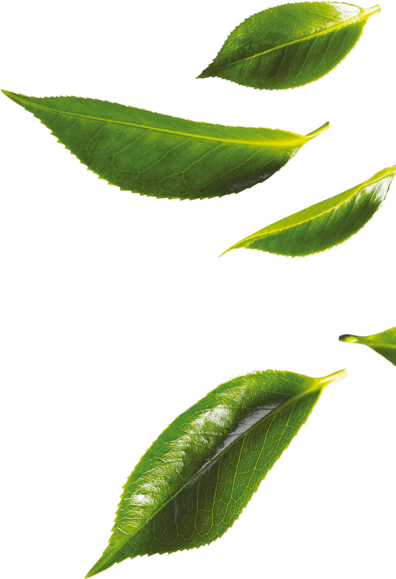 Tea Leaves Green Free PNG HQ Transparent PNG Image