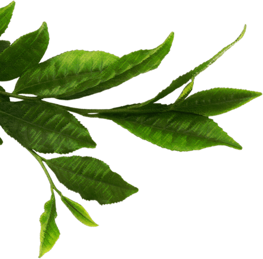 Tea Leaves Green Free HD Image Transparent PNG Image