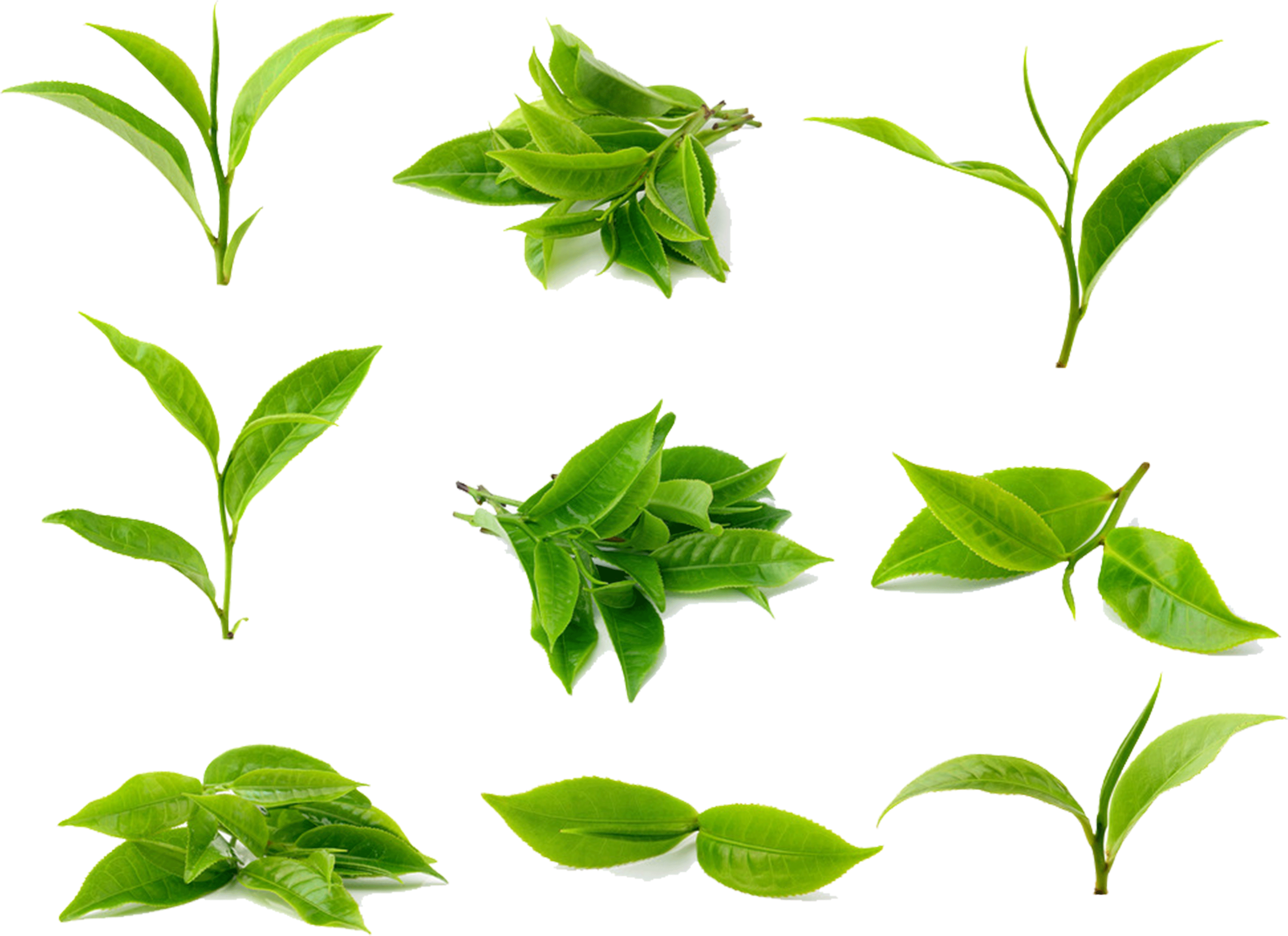 Tea Leaves Green Photos Free Clipart HQ Transparent PNG Image