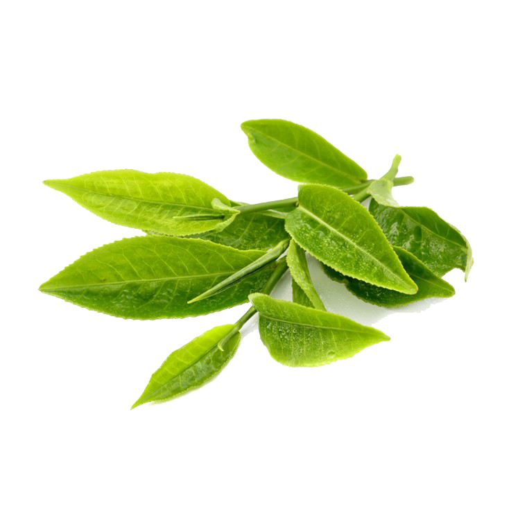 Tea Leaves Green PNG Download Free Transparent PNG Image